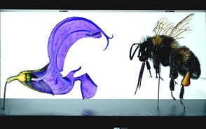 Museum Item Image